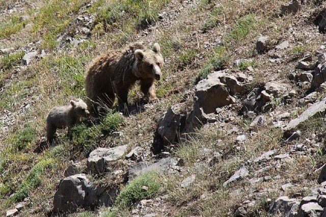 کوهنوردان سبلان و آموزش مواجهه با خرس کوهی