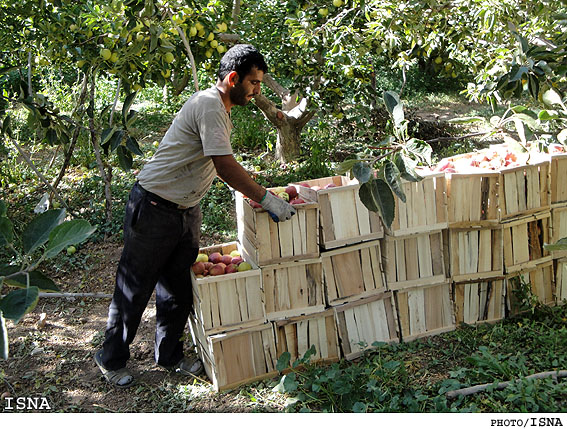 سوگواره سیب